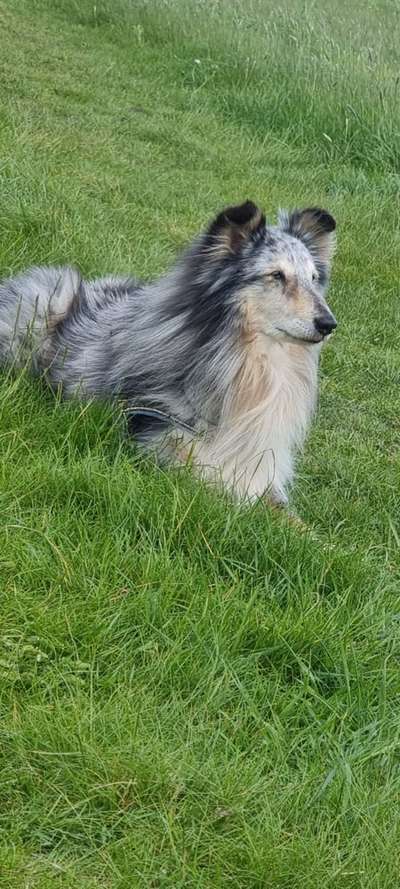 Shelties-Beitrag-Bild