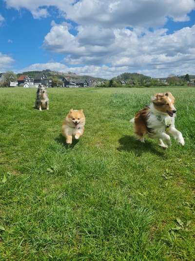 Hündischer Rassismus (Wegen Rassen Thema;)-Beitrag-Bild