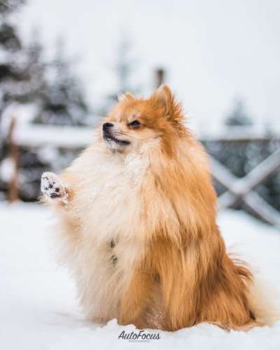 Dogorama Photo Challenge - Es wird nochmal kalt!-Beitrag-Bild