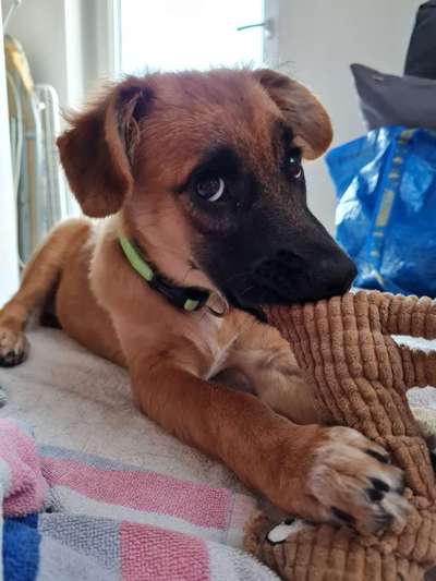 Welpen Bilder !-Beitrag-Bild