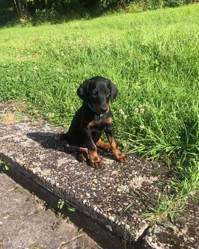 Als Welpen sind sie alle noch süßer-Beitrag-Bild