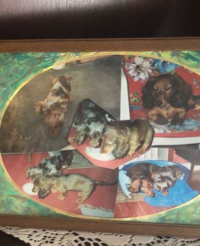 Als Welpen sind sie alle noch süßer-Beitrag-Bild