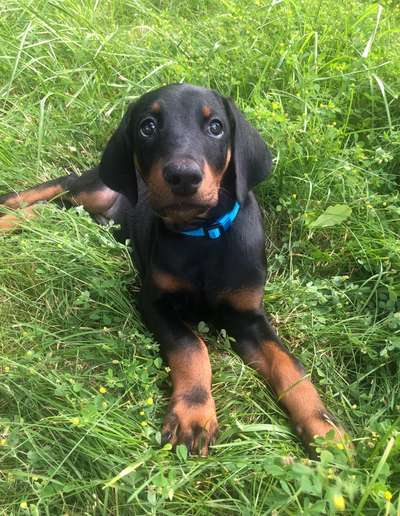 Als Welpen sind sie alle noch süßer-Beitrag-Bild