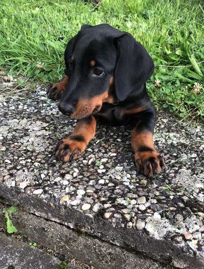 Als Welpen sind sie alle noch süßer-Beitrag-Bild