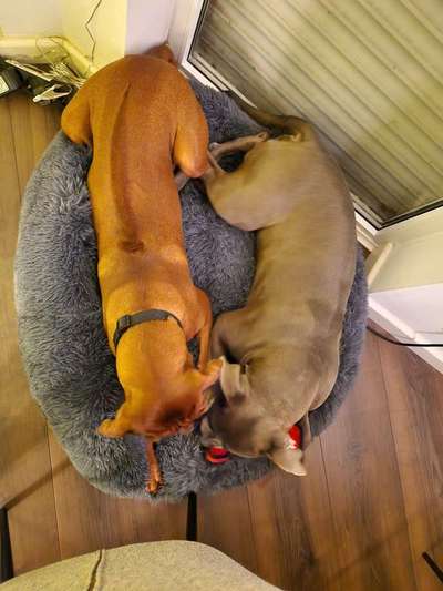 Rhodesian Ridgeback-Beitrag-Bild