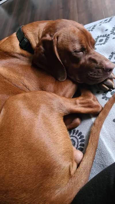 Rhodesian Ridgeback-Beitrag-Bild