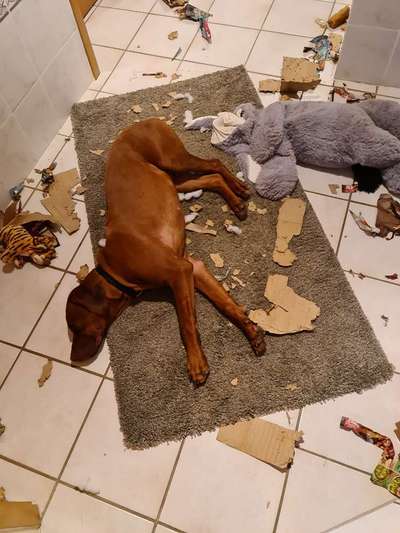 Rhodesian Ridgeback-Beitrag-Bild