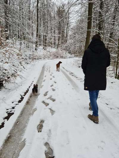 Rhodesian Ridgeback-Beitrag-Bild