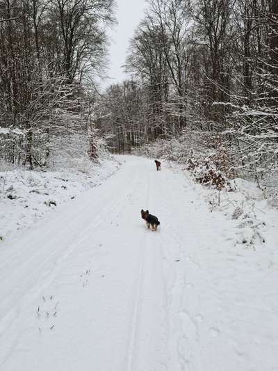 Rhodesian Ridgeback-Beitrag-Bild