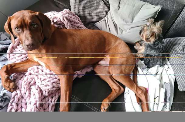 Rhodesian Ridgeback-Beitrag-Bild