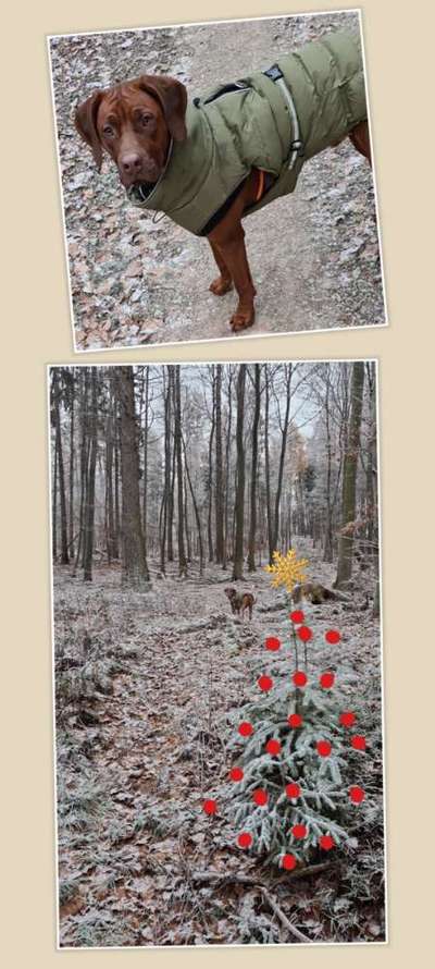 Rhodesian Ridgeback-Beitrag-Bild