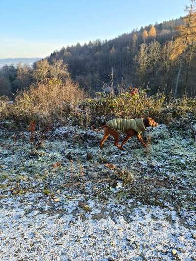 Rhodesian Ridgeback-Beitrag-Bild