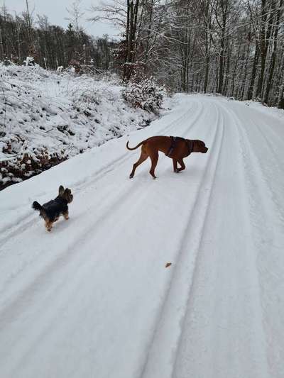 Rhodesian Ridgeback-Beitrag-Bild
