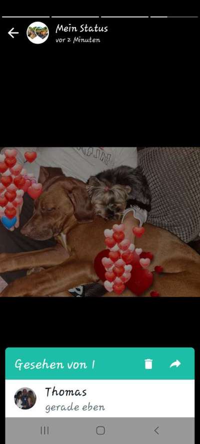 Rhodesian Ridgeback-Beitrag-Bild