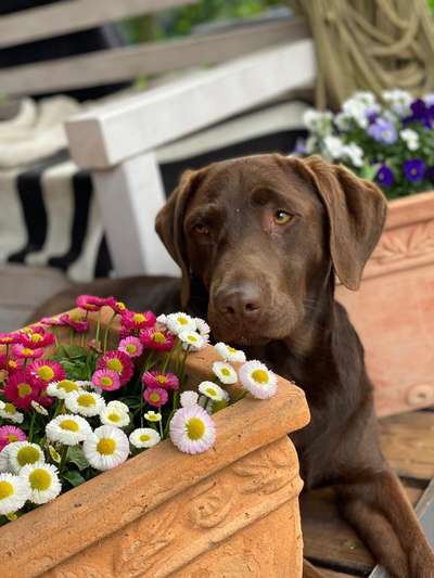 Die Dogorama Monats Challenge "Es grünt und blüht"-Beitrag-Bild