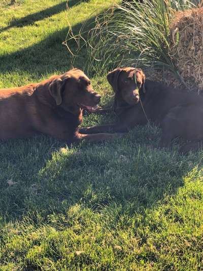 Die Dogorama Monats Challenge "Es grünt und blüht"-Beitrag-Bild