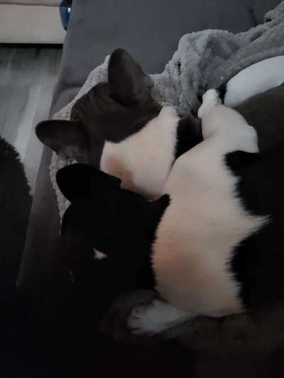 Französische Bulldoggen-Beitrag-Bild