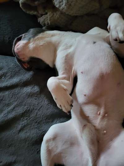 Französische Bulldoggen-Beitrag-Bild