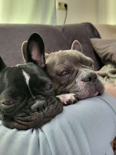 Französische Bulldoggen-Beitrag-Bild