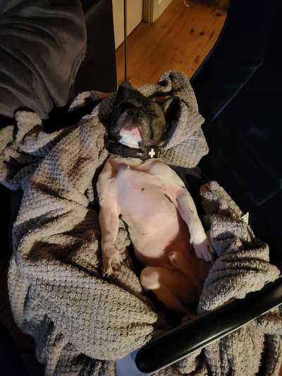 Französische Bulldoggen-Beitrag-Bild