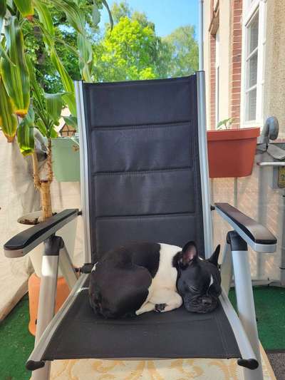 Französische Bulldoggen-Beitrag-Bild