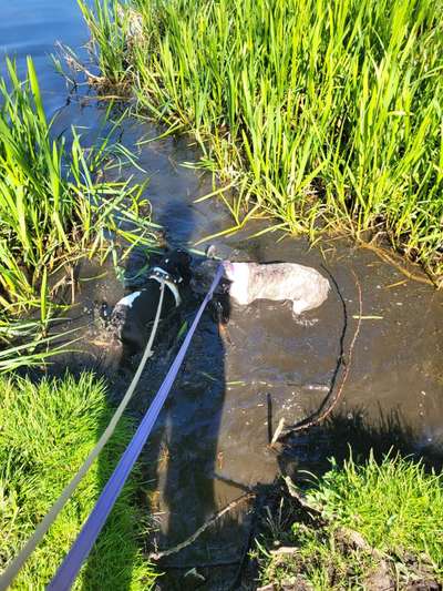 Französische Bulldoggen-Beitrag-Bild