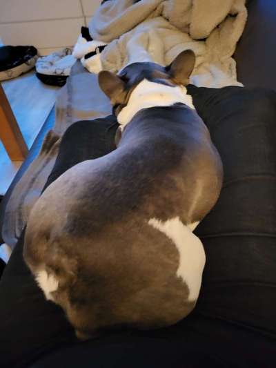 Französische Bulldoggen-Beitrag-Bild