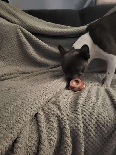 Französische Bulldoggen-Beitrag-Bild