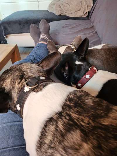 Französische Bulldoggen-Beitrag-Bild