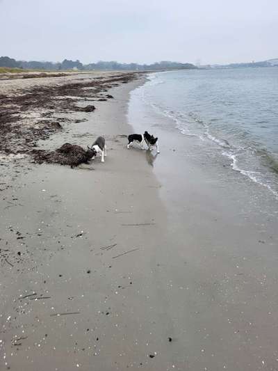 Französische Bulldoggen-Beitrag-Bild