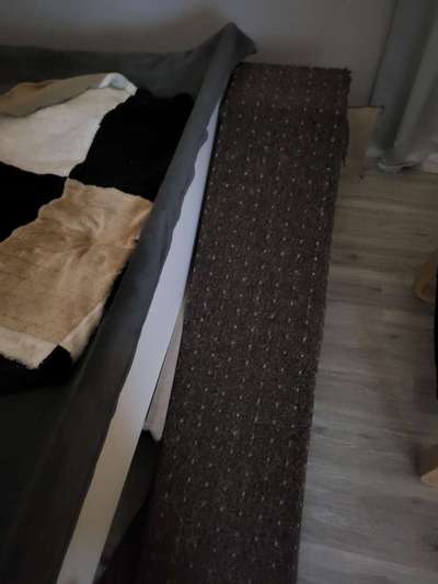 Französische Bulldoggen-Beitrag-Bild