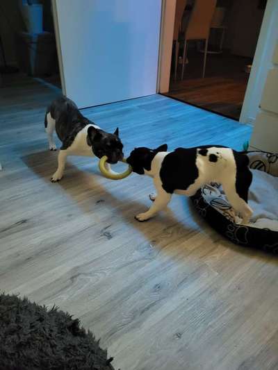 Französische Bulldoggen-Beitrag-Bild