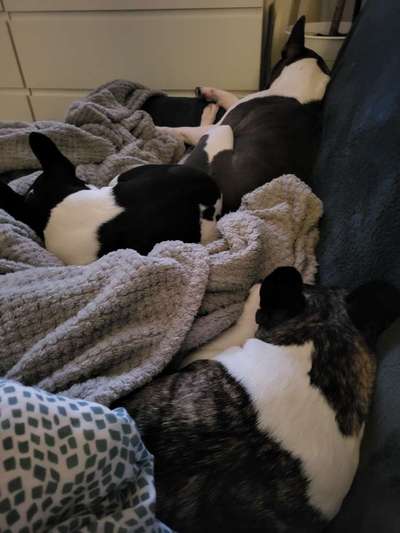 Französische Bulldoggen-Beitrag-Bild