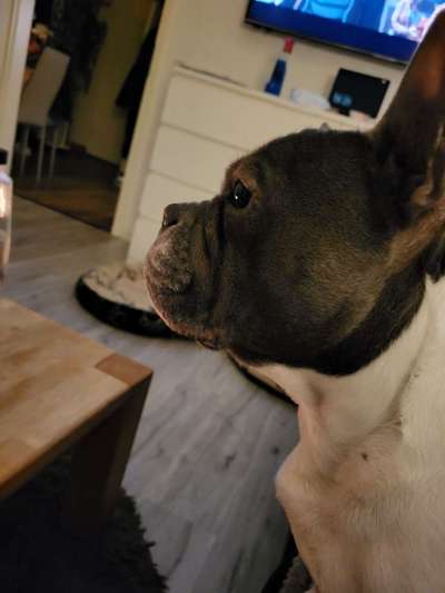 Französische Bulldoggen-Beitrag-Bild