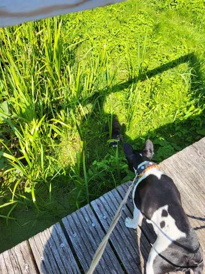 Französische Bulldoggen-Beitrag-Bild