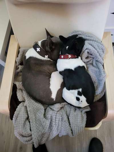 Französische Bulldoggen-Beitrag-Bild