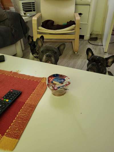 Französische Bulldoggen-Beitrag-Bild