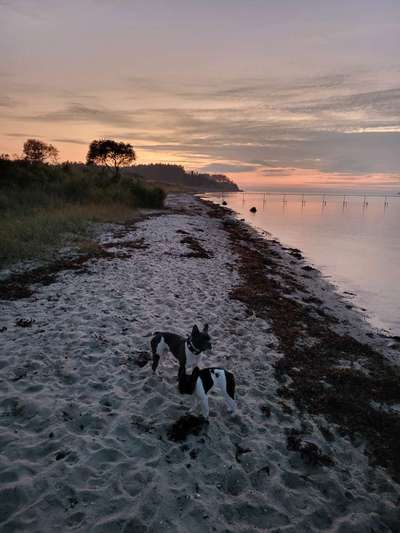 Französische Bulldoggen-Beitrag-Bild