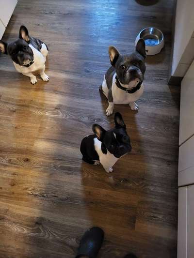 Französische Bulldoggen-Beitrag-Bild