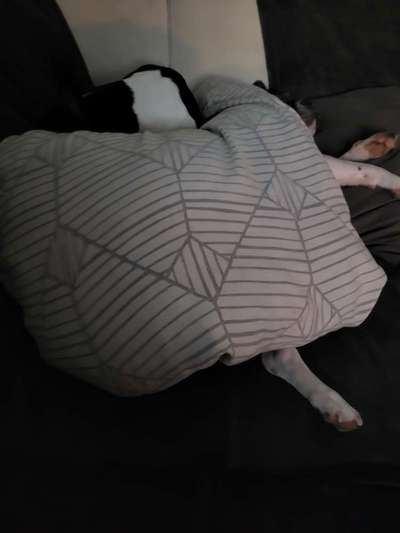 Französische Bulldoggen-Beitrag-Bild