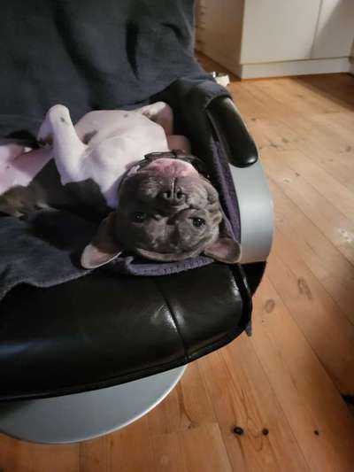 Französische Bulldoggen-Beitrag-Bild