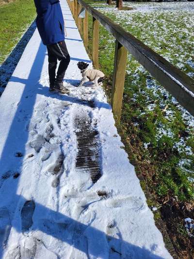 Französische Bulldoggen-Beitrag-Bild