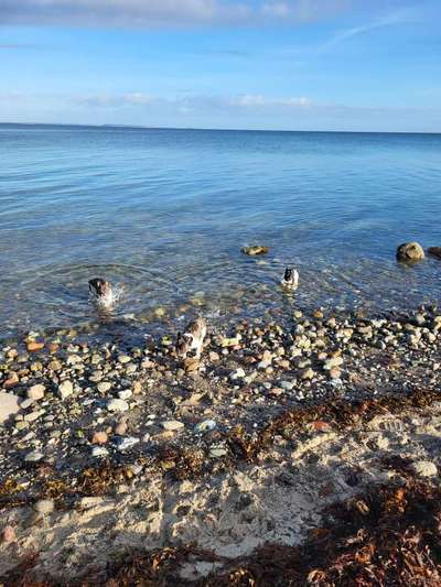 Französische Bulldoggen-Beitrag-Bild