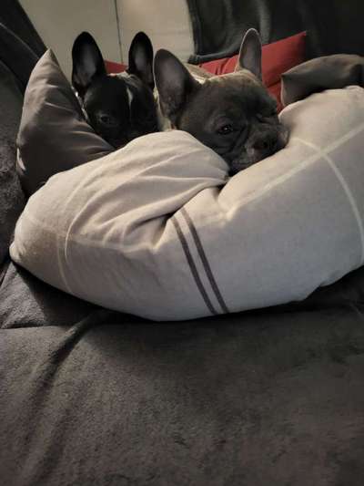 Französische Bulldoggen-Beitrag-Bild