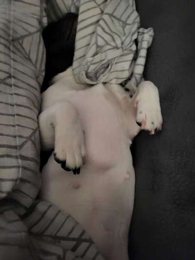 Französische Bulldoggen-Beitrag-Bild