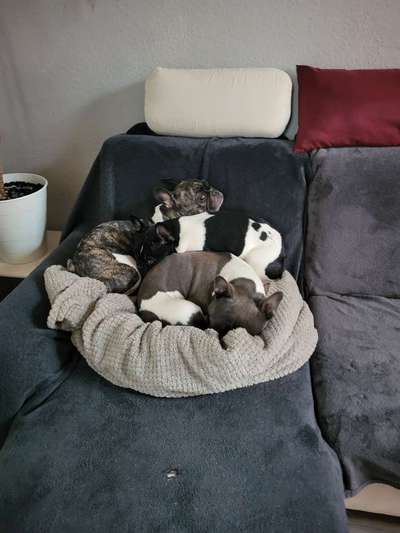 Französische Bulldoggen-Beitrag-Bild