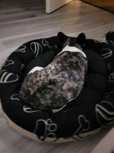 Französische Bulldoggen-Beitrag-Bild