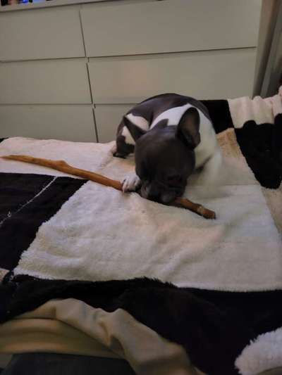 Französische Bulldoggen-Beitrag-Bild