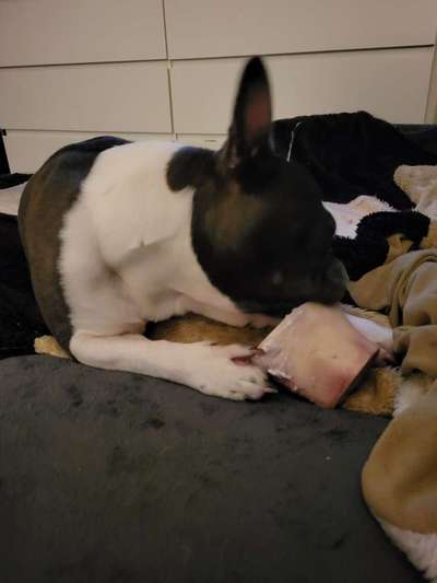 Französische Bulldoggen-Beitrag-Bild