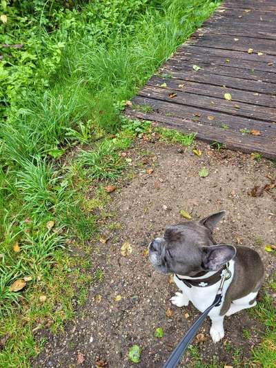 Französische Bulldoggen-Beitrag-Bild